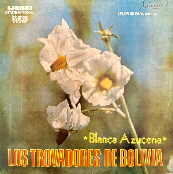 Blanca Azucena (Flor De Papa Imilla)