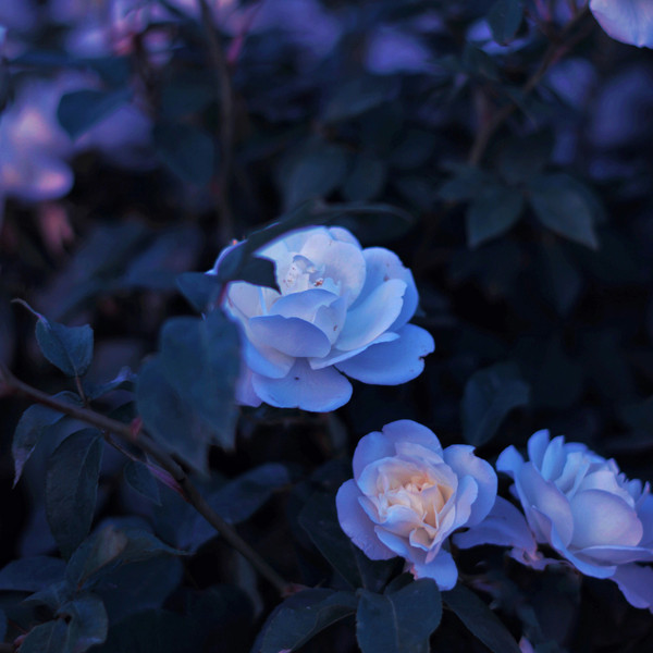 Blue Flowers
