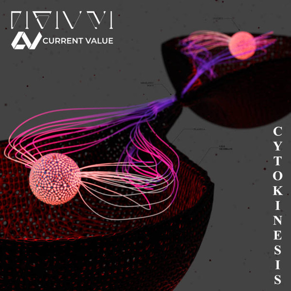 Cytokinesis