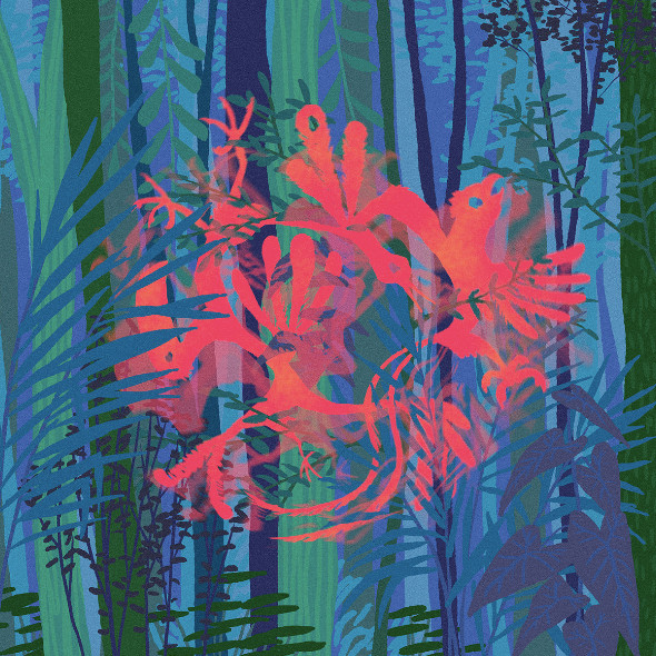 Birds Of Paradise