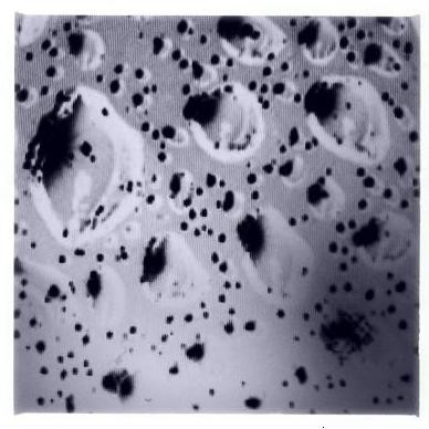 Black Hole II (Gravitational Collapse)