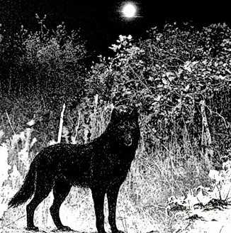 Full Moon Over The Frozen Forest
