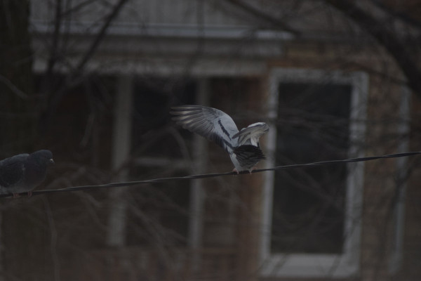 Family Columbidae