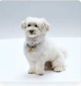 Maimai 