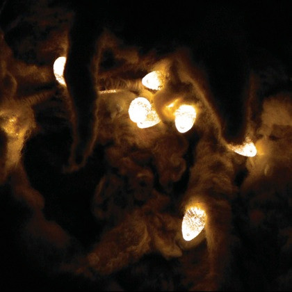 Dust Unsettled: Ten Years Of Whitman