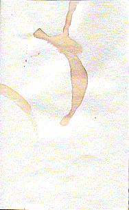 White Shirts = Stains