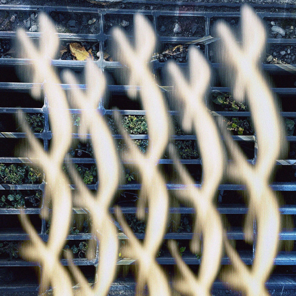 the leaves closest to the light fall last