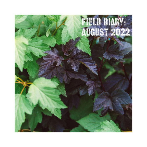 Field Diary: August 2022