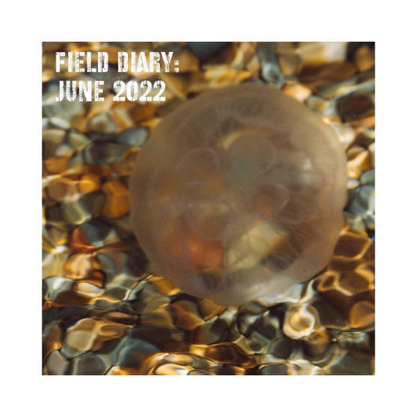 Field Diary: June 2022