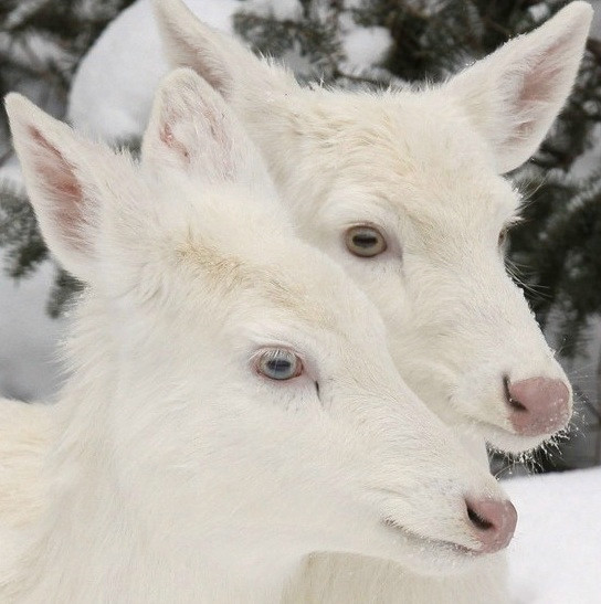 Albino Deers