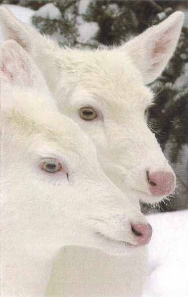 Albino Deers