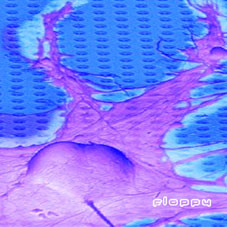 µ