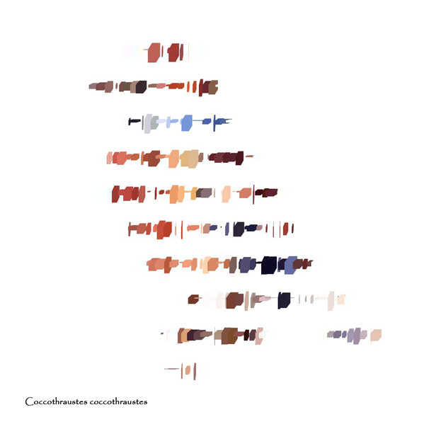 Coccothraustes Coccothraustes