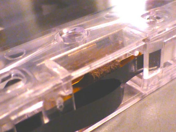 Ephemeroptera: Tape Splice Zine No. 2