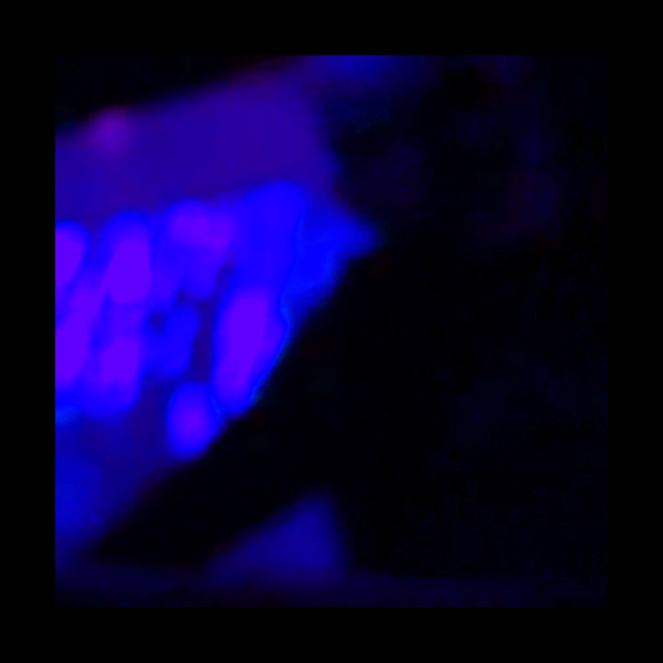 Sunday Dub — Live In Utrecht
