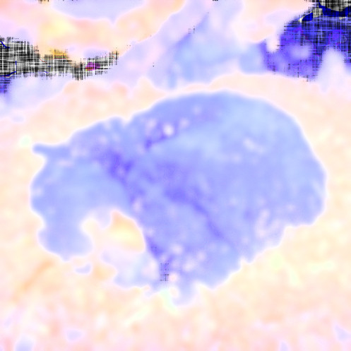 Hibernating Bear