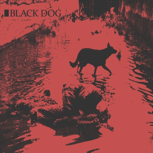 Black Dog