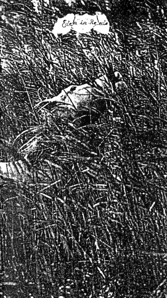 Eden In Reeds: Collected Misanthropic Sounds