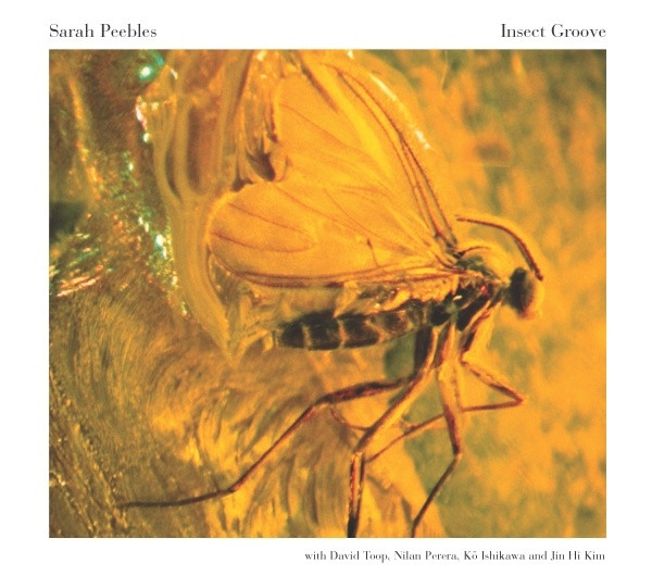Insect Groove