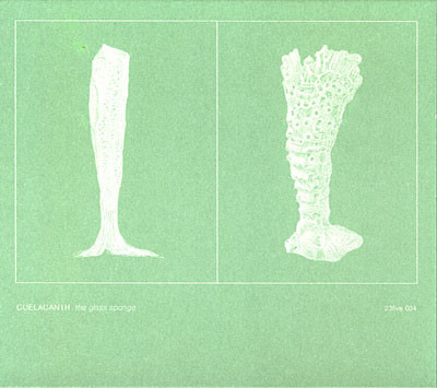 The Glass Sponge