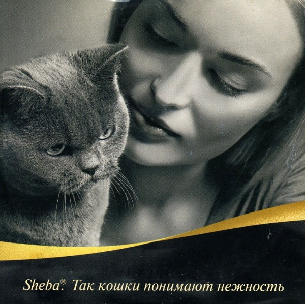 Так Кошки Понимают Нежность