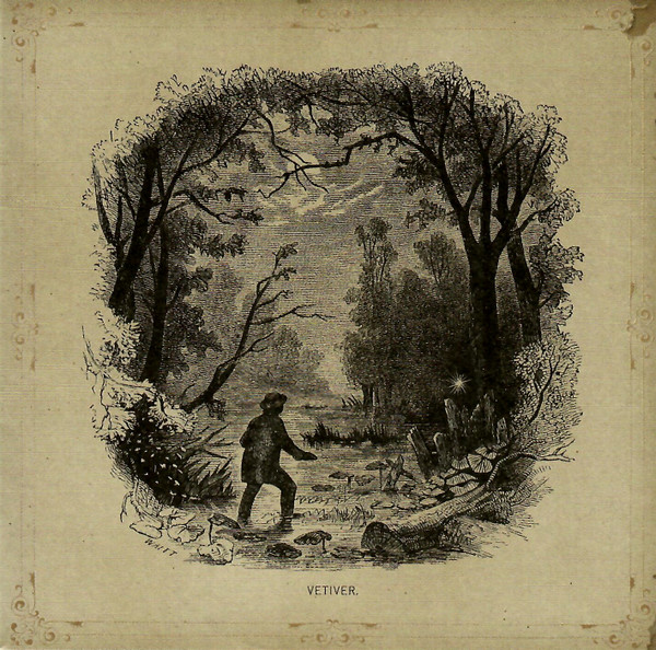 Vetiver
