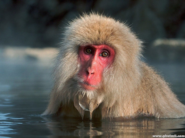 Mico, Slight Reprise...