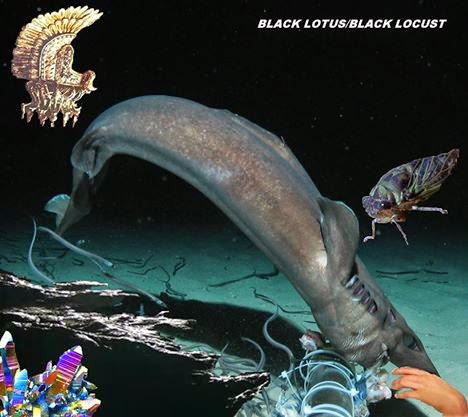 Black Lotus / Black Locust