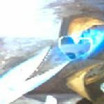 Eating The Heart Of The Fishes