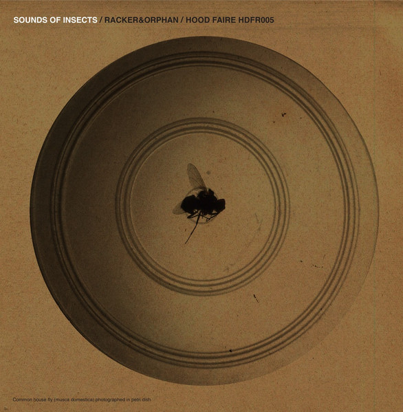 Sounds Of Insects