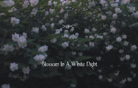 Blossom In A White Night