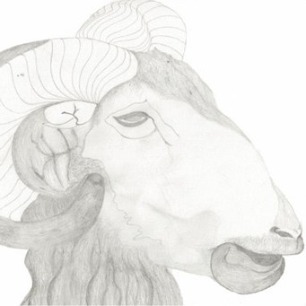Animals Amans