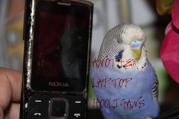 Another Laptop Hooligans