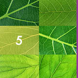 No. 5