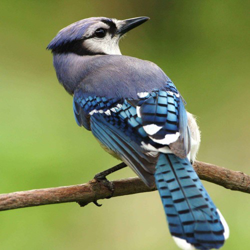 Many People Of The Songbird