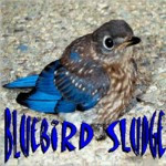 Bluebird Sludge