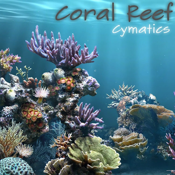 Coral Reef